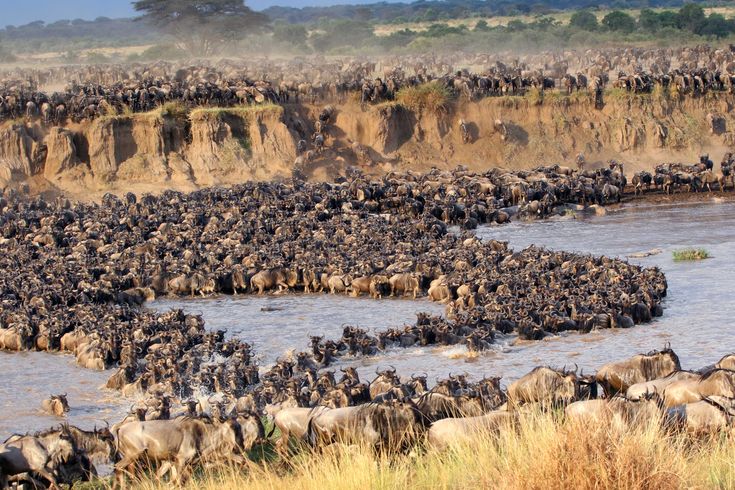 Wildebeest leaping into the Mara River